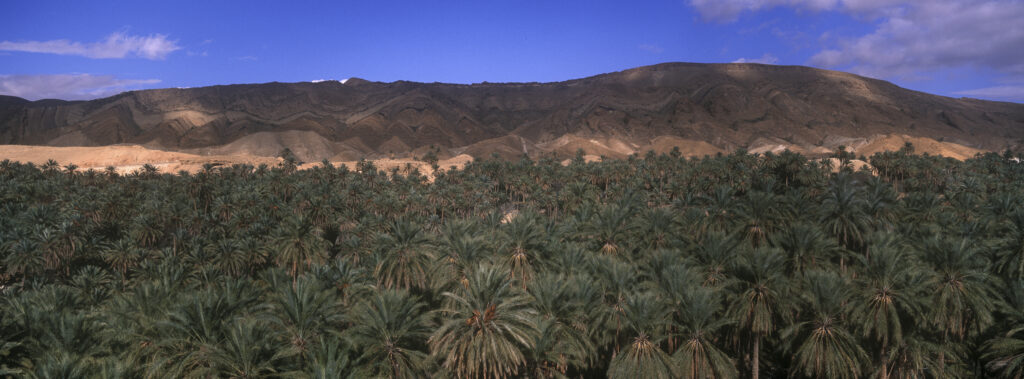 TUNISIA, Chebika Region, Tamerza. An oasis hid within the mountainous landscape surrounding the town.