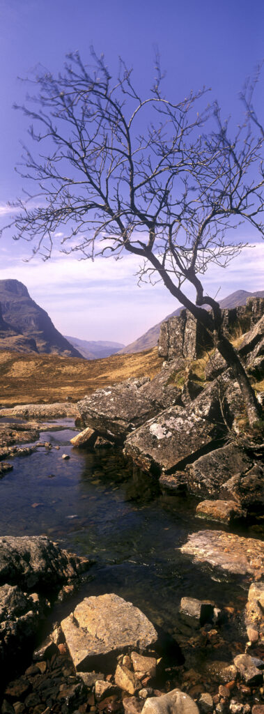 SCOTLAND, Scottish highlands, Glen Coe. A lonely tree on the barren landscape of the valley