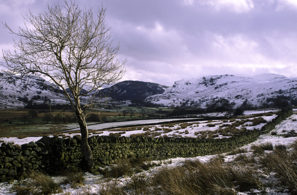 ENGLAND, Cumbria, Lake District National Park. A lonely tree on the farmed plains of Castlerigg Fell shortly after a spring snowfall.