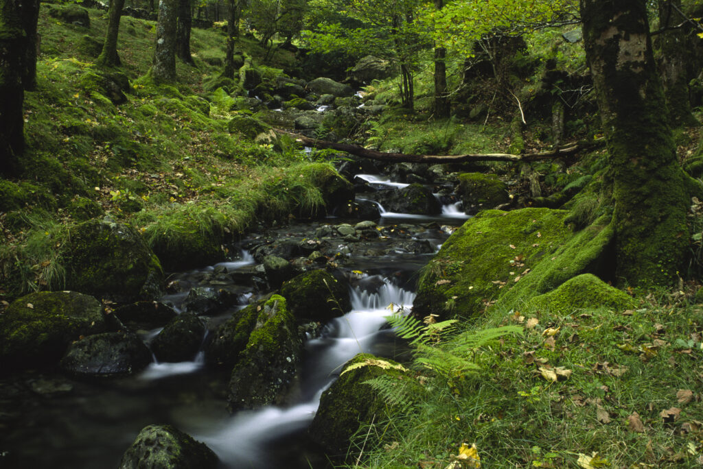 ENGLAND, Cumbria, Lake District National Park. A gentle stream flowing through the woodland of Dalt Wood near Borrowdale.