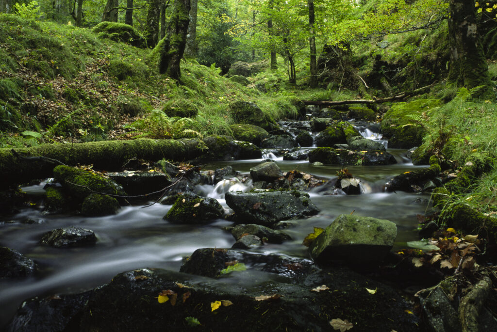 ENGLAND, Cumbria, Lake District National Park. A gentle stream flowing through the woodland of Dalt Wood near Borrowdale.