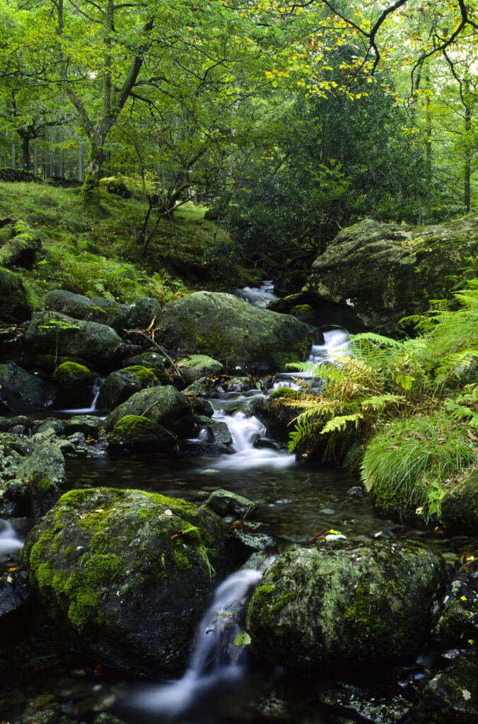 ENGLAND, Cumbria, Lake District National Park. A gentle stream flowing through the woodland of Dalt Wood near Borrowdale.