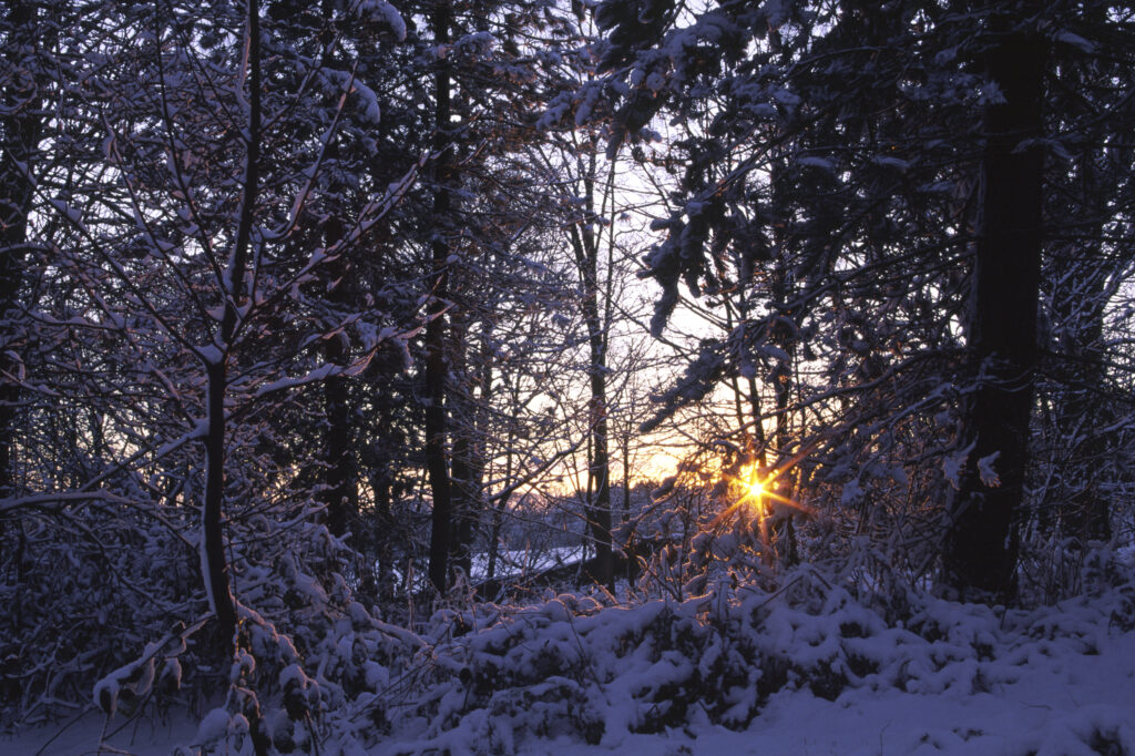 ENGLAND, West Midlands, Baggeridge Country Park. The sun sets behind woodland transformed by a winter snow fall