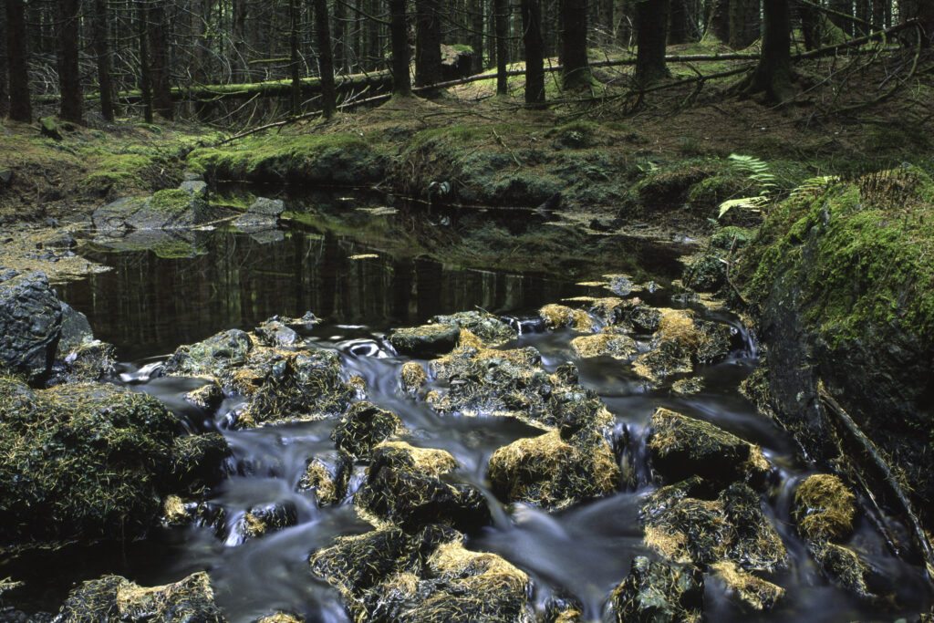 SCOTLAND, Dumfries & Galloway, Galloway Forest Park. A stream flows through woodland close to the banks of Loch Trool.