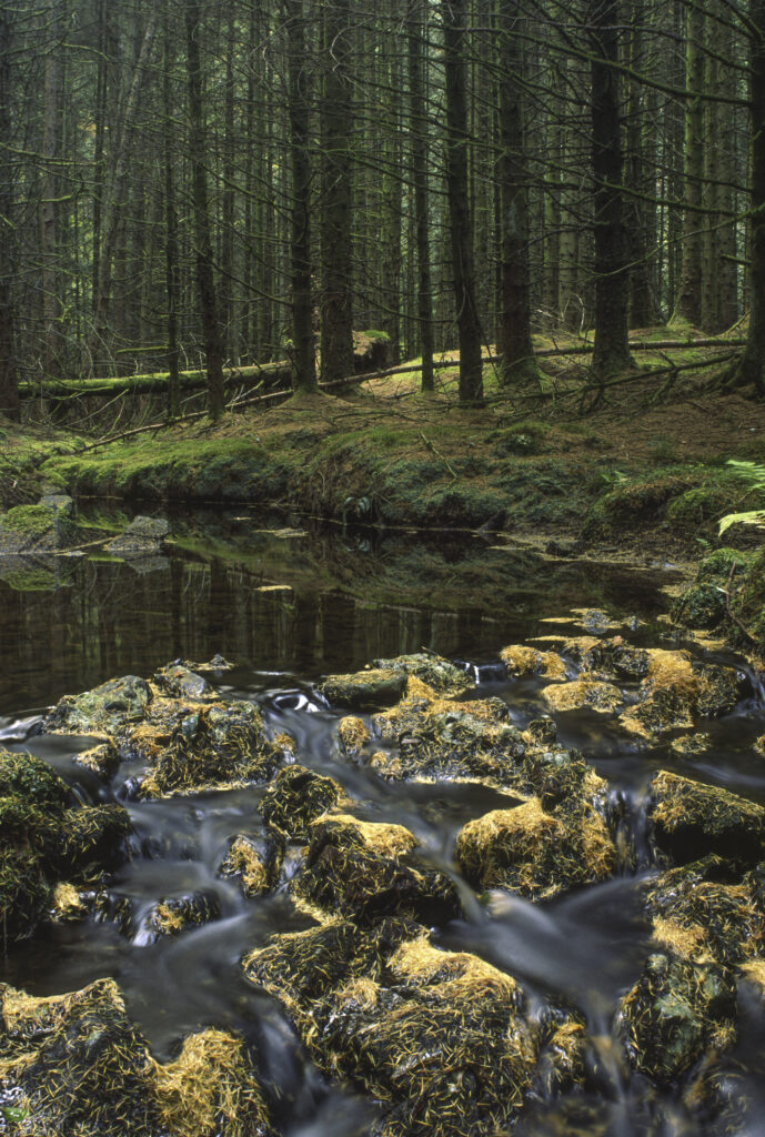 SCOTLAND, Dumfries & Galloway, Galloway Forest Park. The popular tourist attraction of woodland found near to the Glen Trool area
