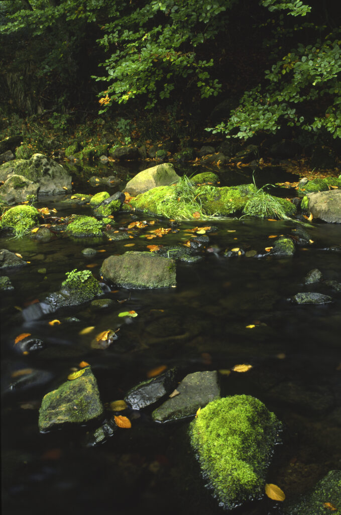 ENGLAND, Northumberland, Otterburn. Moss covered rocks in a small stream in the Northumberland National Park