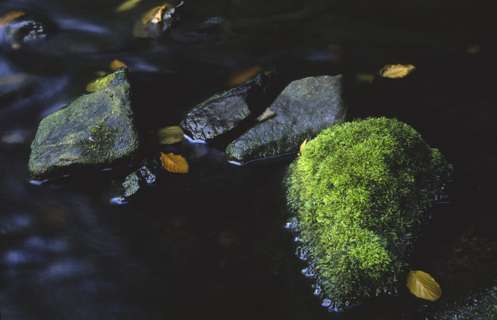 ENGLAND, Northumberland, Otterburn. Moss covered rocks in a small stream in the Northumberland National Park