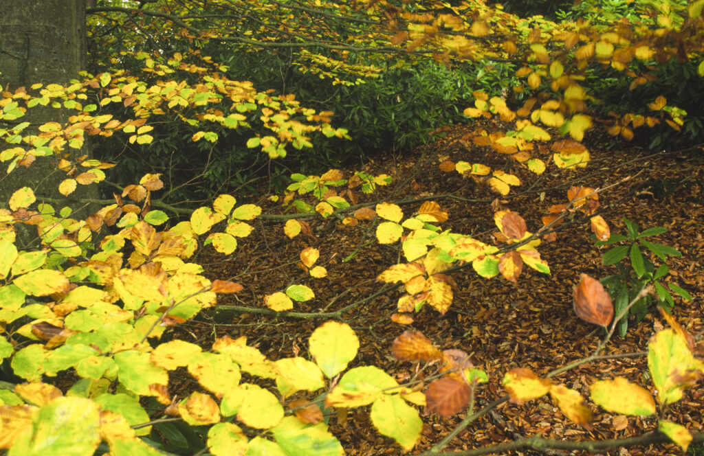 ENGLAND, Northumberland, Allen Banks. A colourful display of autumn colours in the Allen Banks National Trust area
