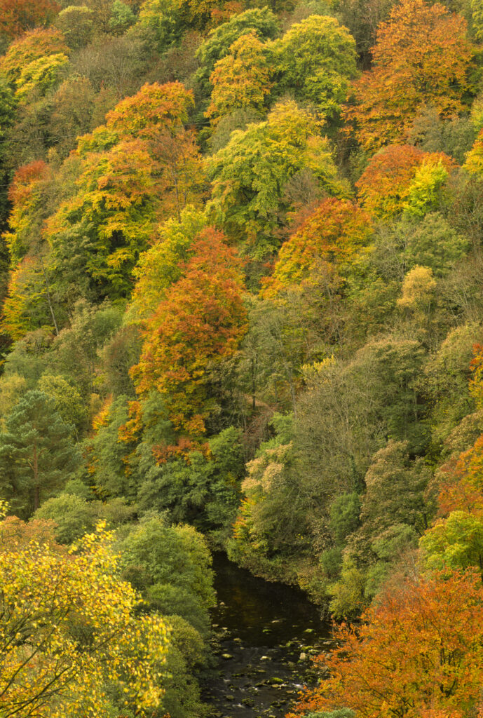 ENGLAND, Northumberland, Allen Banks. A colourful display of autumn colours in the Allen Banks National Trust area