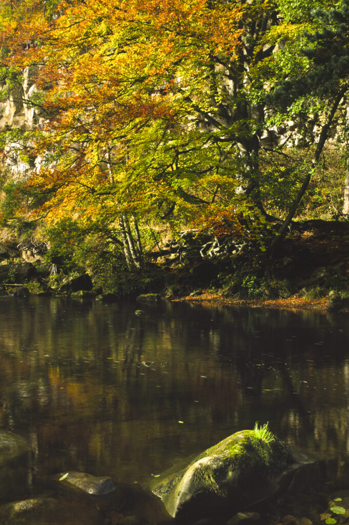 ENGLAND, Northumberland, Allen Banks. A colourful display of autumn colours and the River Allen in the National Trust area