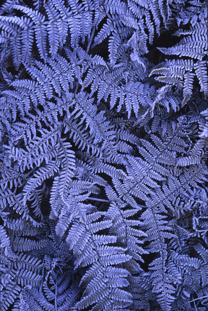 Frost covered ferns photographed on a crisp autumn morning in North Tyneside.