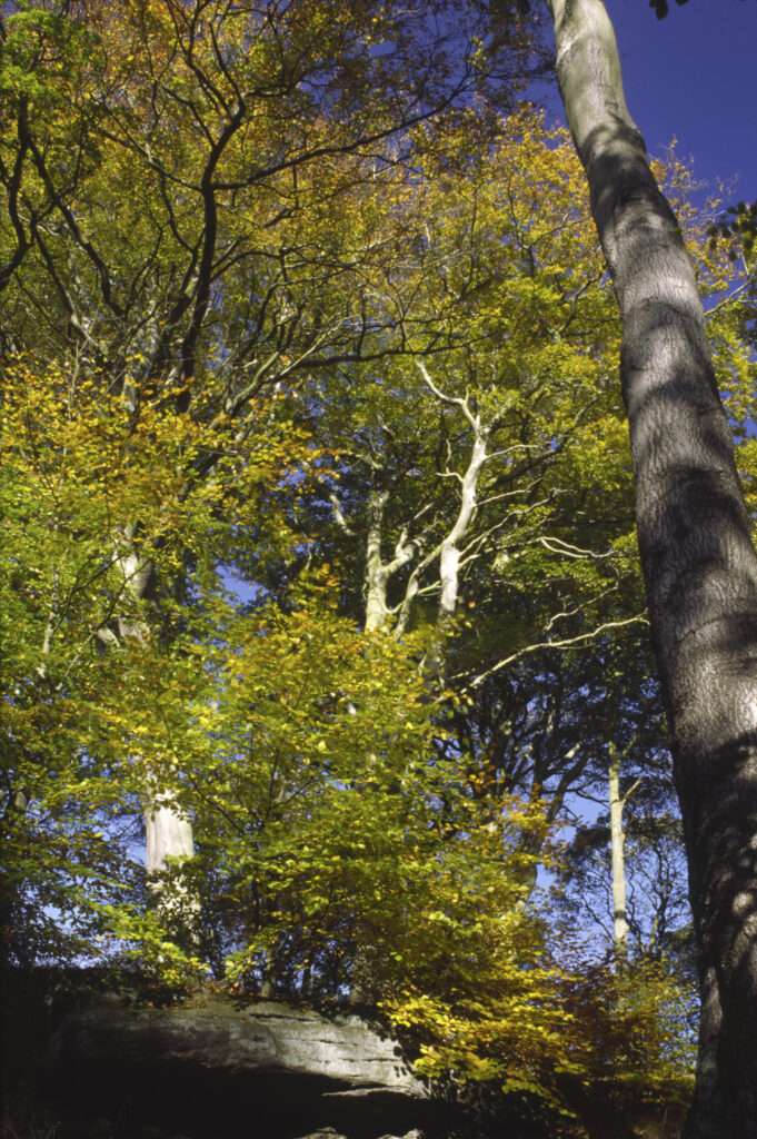 ENGLAND, Northumberland, holywell dene. The autumn colours of this popular recreational woodland near to Newcastle upon tyne