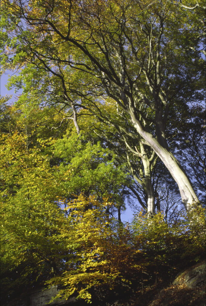 ENGLAND, Northumberland, holywell dene. The autumn colours of this popular recreational woodland near to Newcastle upon tyne