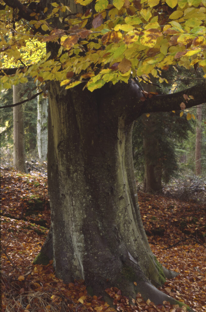 ENGLAND, Northumberland, Rothbury Terraces. The autumn colours of a Beech tree found in a Forestry commission woodland