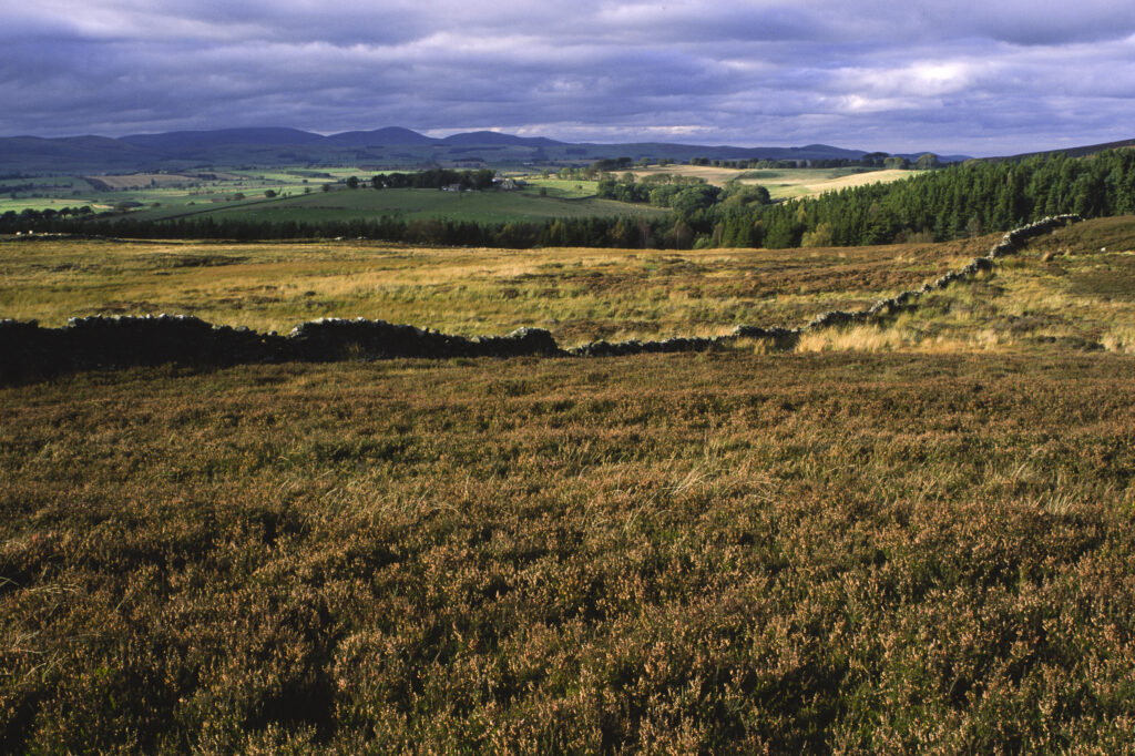 ENGLAND, Northumberland, Rothbury. The open moorland of the Rothbury Terraces a popular spot for local and visiting walkers