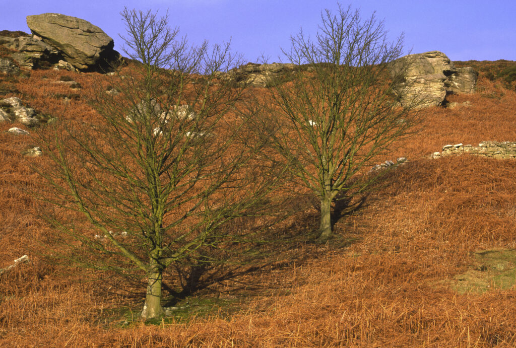 ENGLAND, Northumberland, Rothbury. The open moorland of the Rothbury Terraces a popular spot for local and visiting walkers