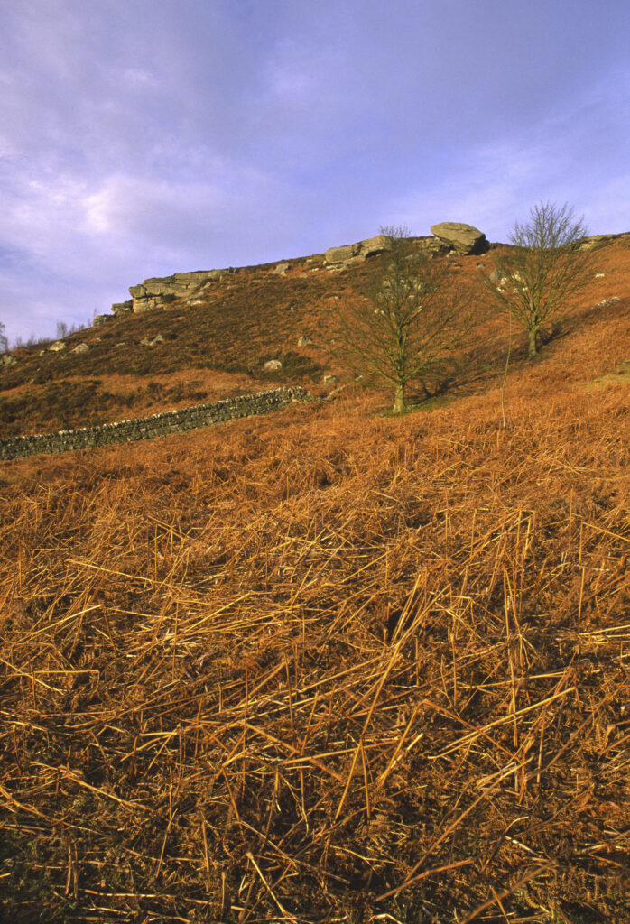 ENGLAND, Northumberland, Rothbury. The open moorland of the Rothbury Terraces a popular spot for local and visiting walkers