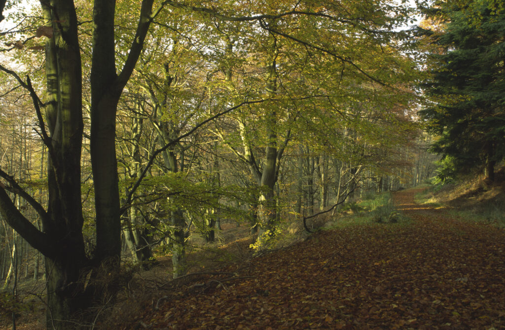 ENGLAND, Northumberland, Rothbury Terraces. The autumn colours of a trail running through a Forestry commission woodland
