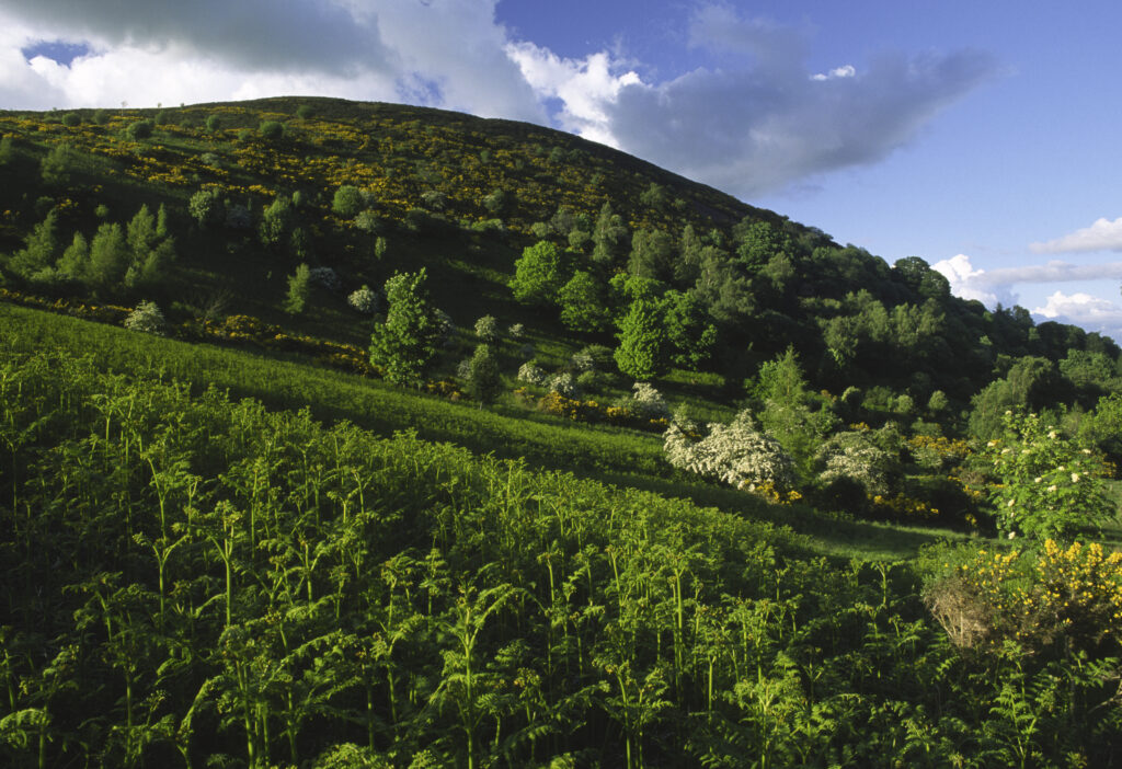 SCOTLAND, Scottish Borders, Eildon Hills. Evening light softly bathes a plantation located on the south side of Eildon Hill North