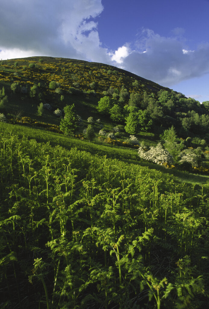 SCOTLAND, Scottish Borders, Eildon Hills. Evening light softly bathes a plantation located on the south side of Eildon Hill North