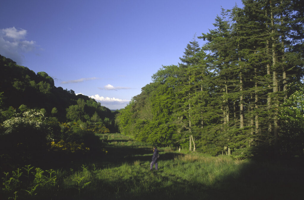 SCOTLAND, Scottish Borders, Eildon Hills. Girl watching as evening light softly bathes a plantation located on the south side