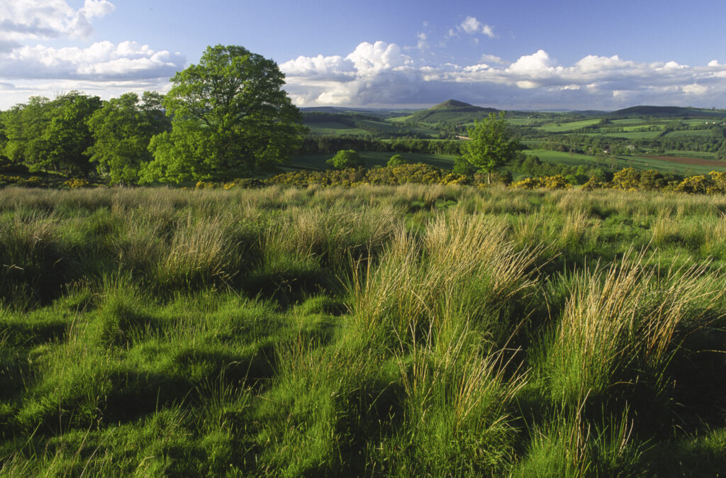 SCOTLAND, Scottish Borders, Eildon Hills. Evening light softly bathes the moorland and trees found north of Eildon Hill North