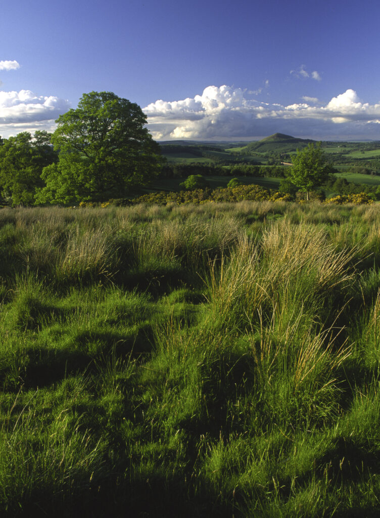 SCOTLAND, Scottish Borders, Eildon Hills. Evening light softly bathes the moorland and trees found north of Eildon Hill North