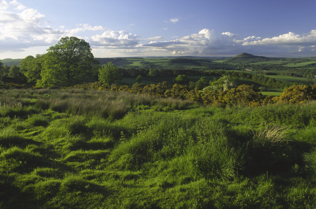 SCOTLAND, Scottish Borders, Eildon Hills. Evening light softly bathes the moorland and trees found north of Eildon Hill North