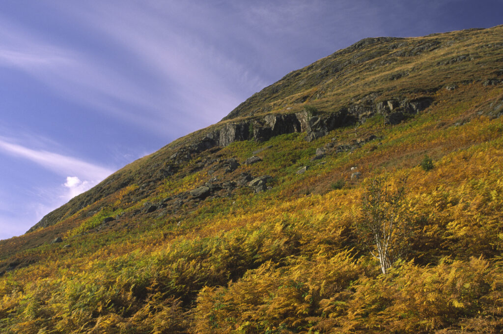 SCOTLAND, Dumfries & Galloway, Galloway Forest Park. The autumn colours of the fern covered hills near to Glen Trool