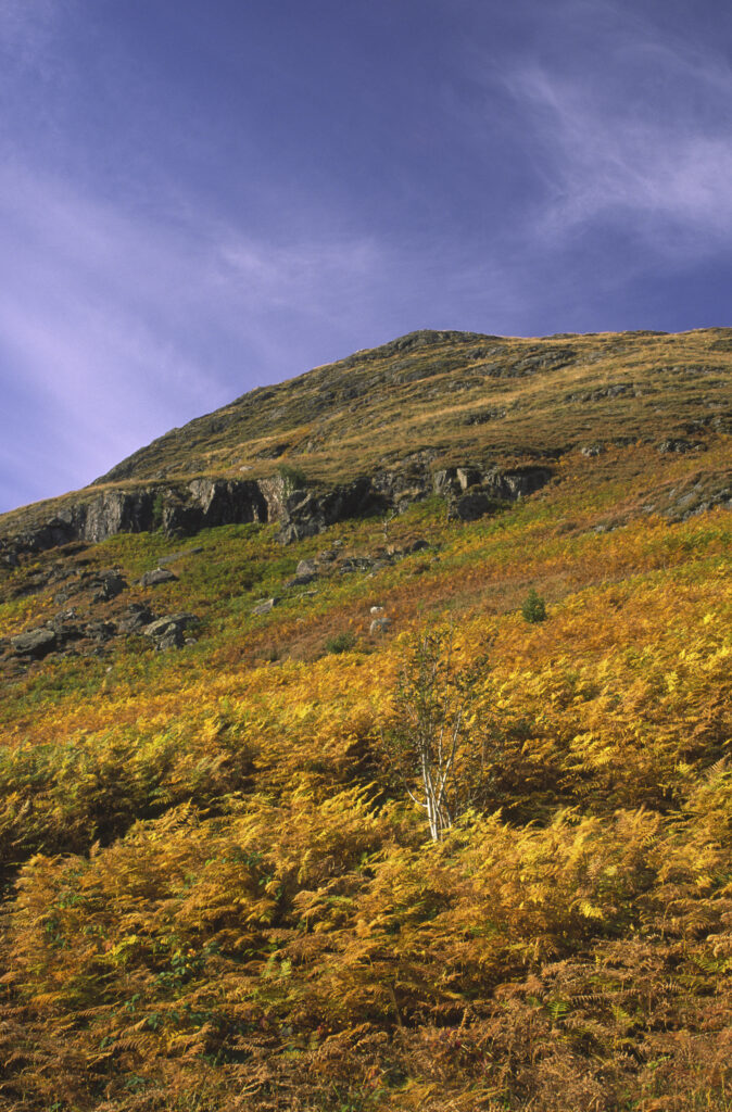 SCOTLAND, Dumfries & Galloway, Galloway Forest Park. The autumn colours of the fern covered hills near to Glen Trool