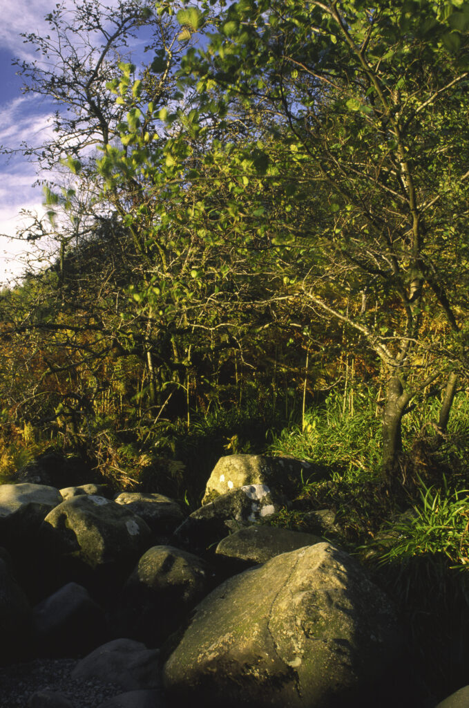 SCOTLAND, Dumfries & Galloway, Galloway Forest Park. The riverbank of a river running through the woodland of the Glen Trool area