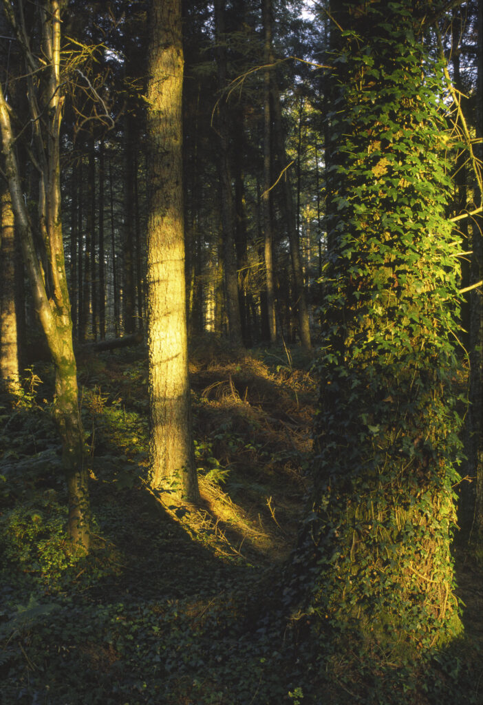 SCOTLAND, Dumfries & Galloway, Galloway Forest Park. The popular tourist attraction of woodland found near to the Glen Trool area