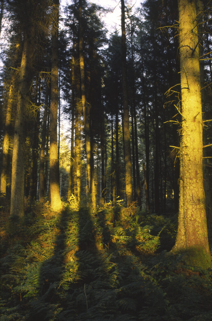 SCOTLAND, Dumfries & Galloway, Galloway Forest Park. The popular tourist attraction of woodland found near to the Glen Trool area
