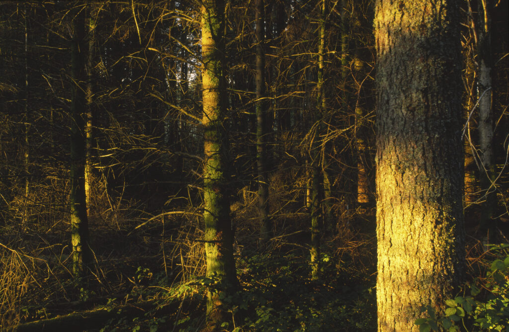 SCOTLAND, Dumfries & Galloway, Galloway Forest Park. The popular tourist attraction of woodland found near to the Glen Trool area