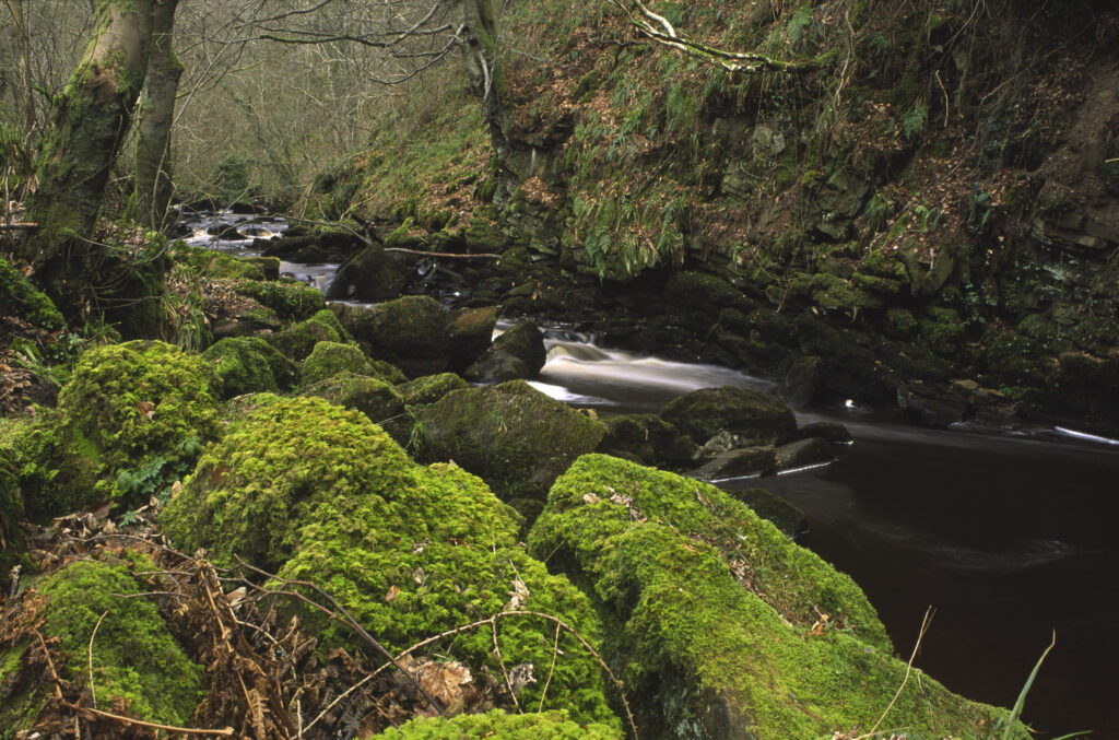 ENGLAND, Northumberland, Haltwhistle Burn & Gorge. The flowing waters of the burn running through the trees rocks of the gorge.