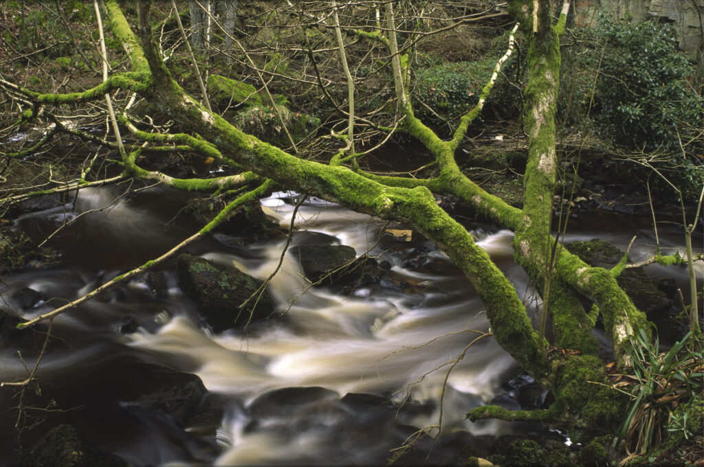 ENGLAND, Northumberland, Haltwhistle Burn & Gorge. The flowing waters of the burn running through the trees rocks of the gorge.