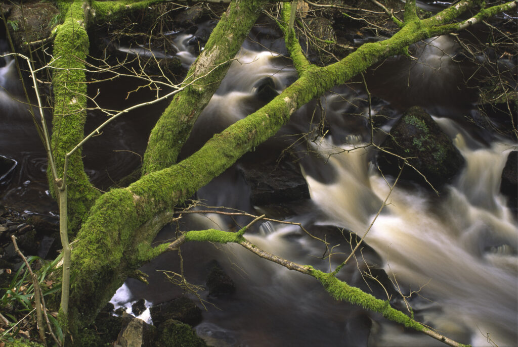 ENGLAND, Northumberland, Haltwhistle Burn & Gorge. The flowing waters of the burn running through the trees rocks of the gorge.