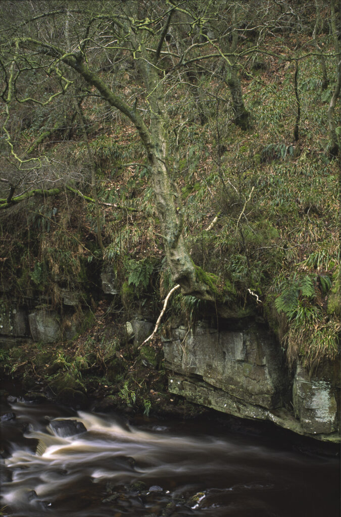ENGLAND, Northumberland, Haltwhistle Burn & Gorge. The flowing waters of the burn running through the trees rocks of the gorge.