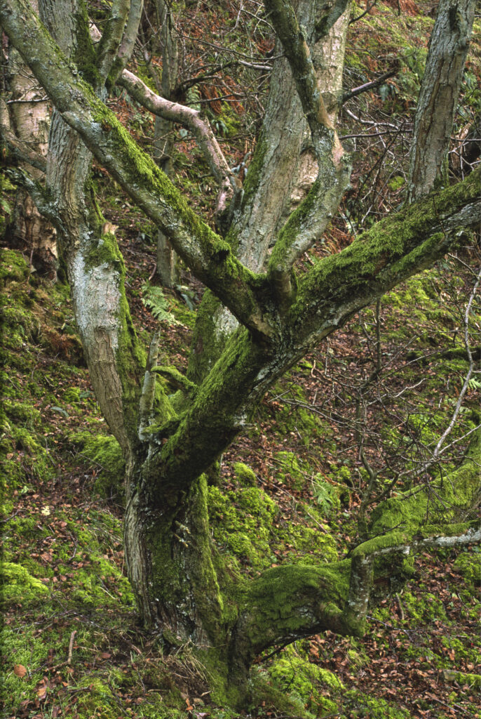 ENGLAND, Northumberland, Haltwhistle Burn & Gorge. A moss covered Hawthorn tree found near to the burn.