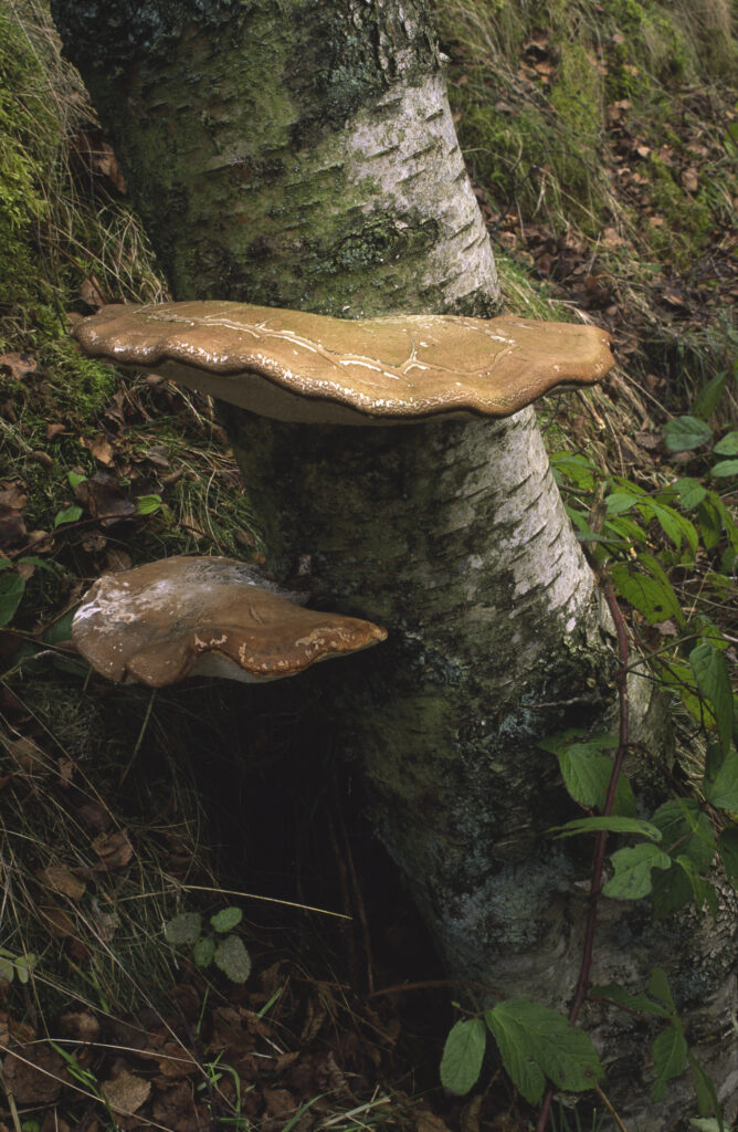 ENGLAND, Northumberland, Haltwhistle Burn & Gorge. Birch Bracket Fungus (piptoporus betulinus) growing on a birch tree