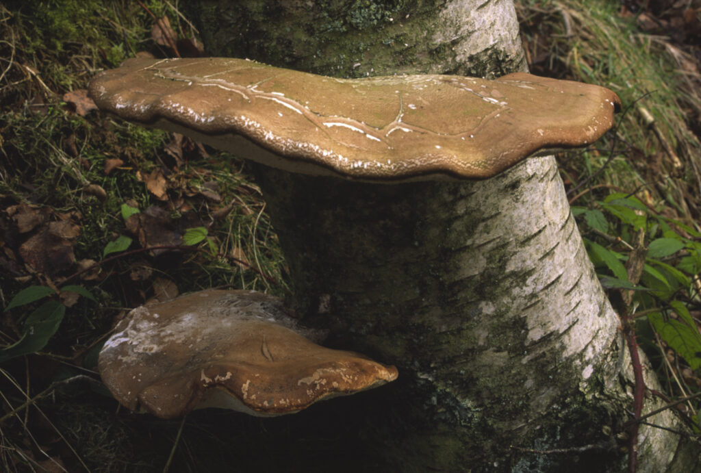 ENGLAND, Northumberland, Haltwhistle Burn & Gorge. Birch Bracket Fungus (piptoporus betulinus) growing on a birch tree