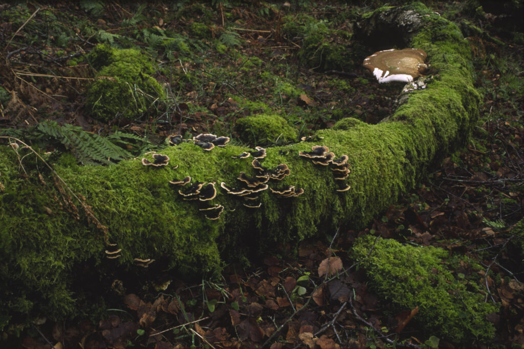 ENGLAND, Northumberland, Haltwhistle Burn & Gorge. A variety of fungi and moss growing on a fallen branch