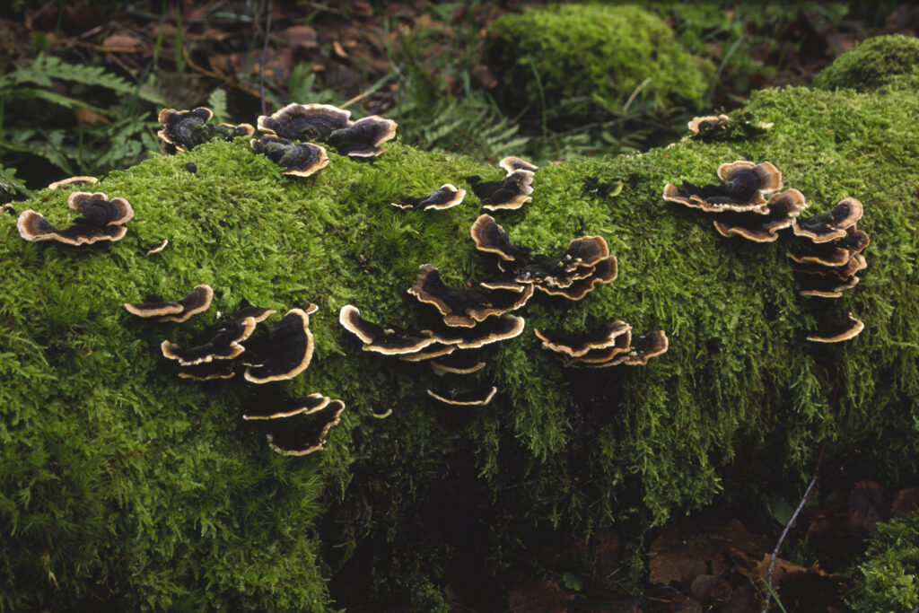 ENGLAND, Northumberland, Haltwhistle Burn & Gorge.Turkey Wings or Many Zoned Polypore fungus (Coriolus Versicolor)