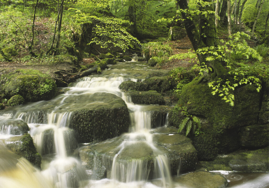 ENGLAND, Northumberland, Briarwood Banks Nature Reserve. A steam flowing though the woodland of the Northumberland Wildlife Trust Reserve.