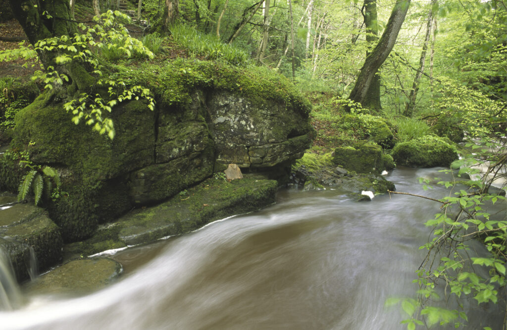 ENGLAND, Northumberland, Briarwood Banks Nature Reserve. A steam flowing though the woodland of the Northumberland Wildlife Trust Reserve.