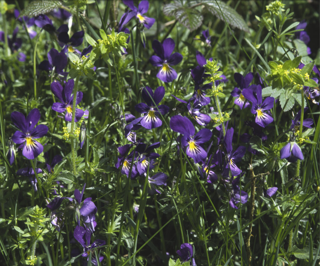 ENGLAND, Northumberland, Allen Banks. A group of Mountain Pansies growing in the National Trust area.