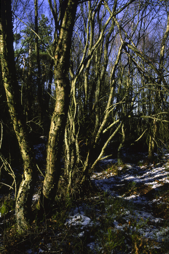 ENGLAND, Northumberland, Rothbury Terraces. Soft winter light illuminates a group of trees found in this popular recreational area.