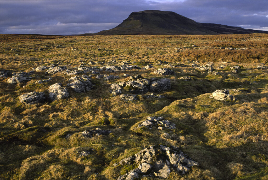 ENGLAND, Yorkshire, Yorkshire Dales National Park. Limestone outcrops in moor land dominated by the peak of Pen-y-ghent.