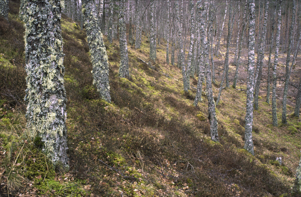 SCOTLAND, Scottish Highlands, Cairngorms National Park. A typical example of the woodland found in the RSPB reserve near to Loch Insh.