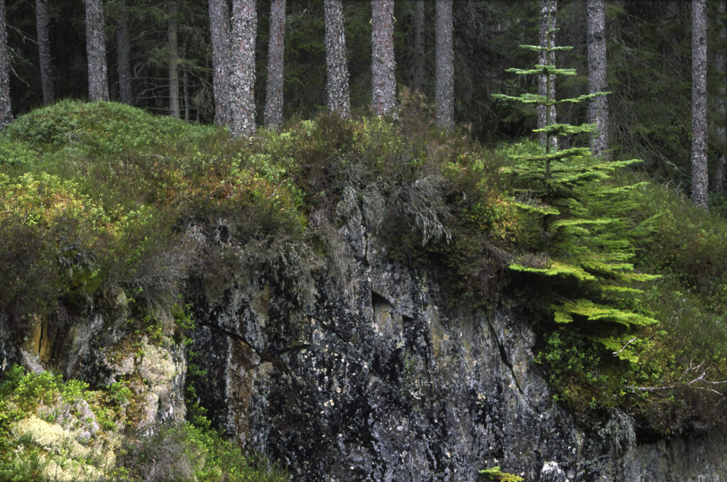 SCOTLAND, Scottish Highlands, Cairngorm National Park. A typical Caledonian forest growing above the falls of pattack.